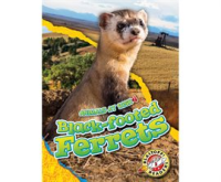 Black-footed_Ferrets